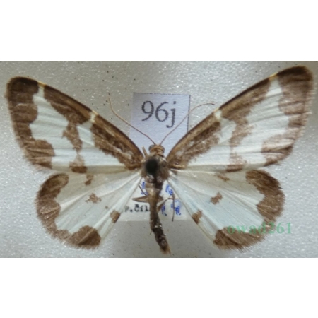 Lomaspilis marginata (Linnaeus, 1758) Plamiec nabuczak Czech96j
